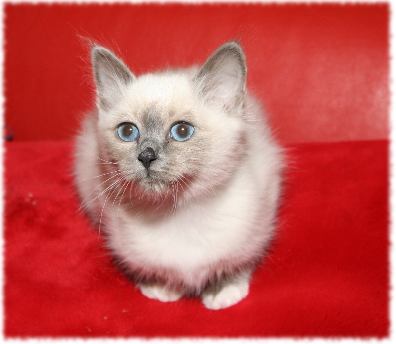 Deckkater - Gino Candy Floss Heilige Birma Katzen