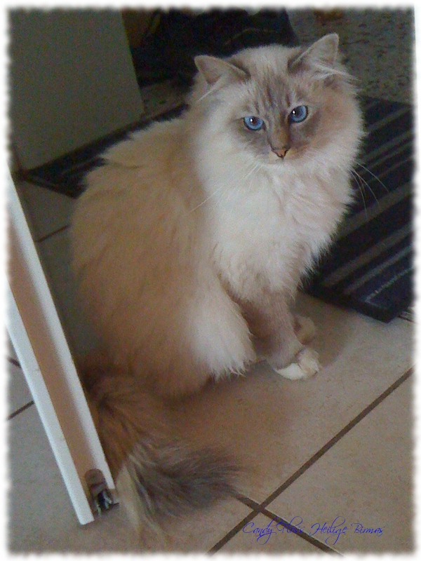 Deckkater - Gino Candy Floss Heilige Birma Katzen