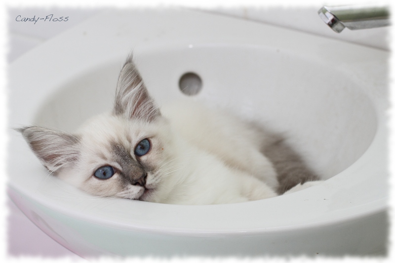 Heilige Birma Kitten Candy Floss Heilige Birma Katzen