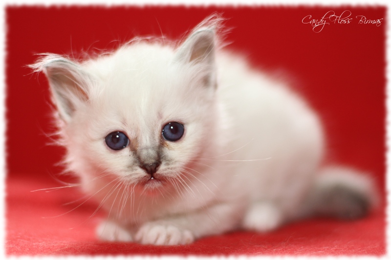 Candy Floss Heilige Birma Katzen