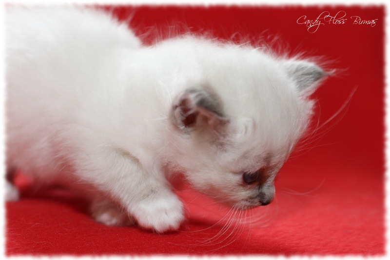 Heilige Birma Kitten Candy Floss Heilige Birma Katzen