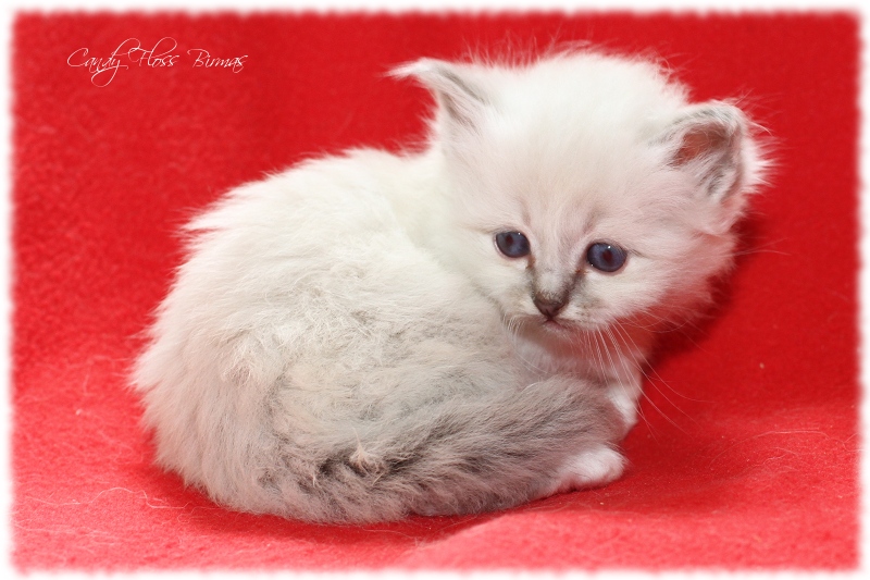 Heilige Birma Kitten Candy Floss Heilige Birma Katzen