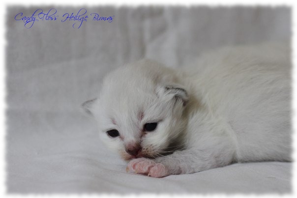 Heilige Birma Kitten Candy Floss Heilige Birma Katzen