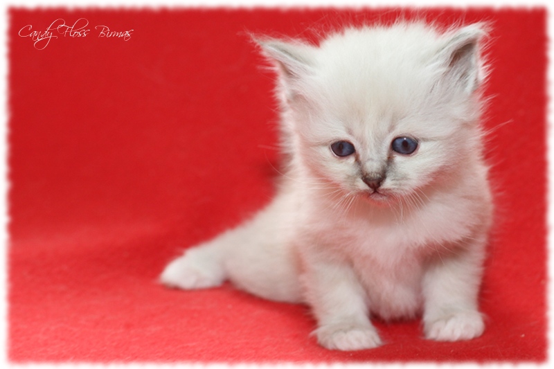 Heilige Birma Kitten Candy Floss Heilige Birma Katzen