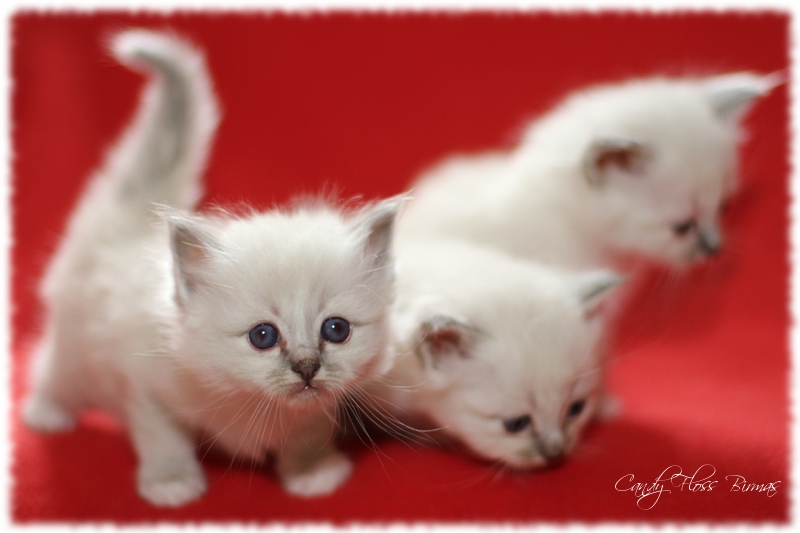 Candy Floss Heilige Birma Katzen