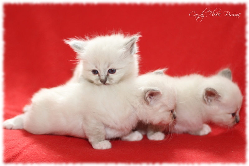 Heilige Birma Kitten Candy Floss Heilige Birma Katzen