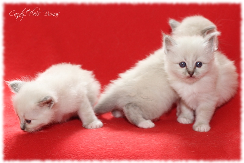 Heilige Birma Kitten Candy Floss Heilige Birma Katzen