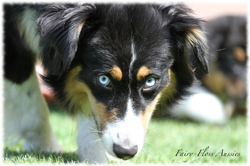 Black Tri Mini Aussie mit blauen Augen