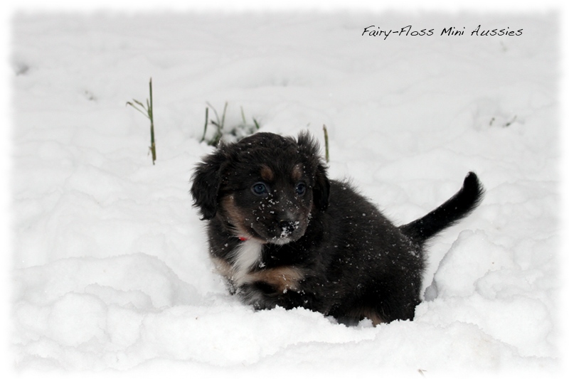 Mini Aussie Welpen - 6 Wochen - beim Spielen im Schnee