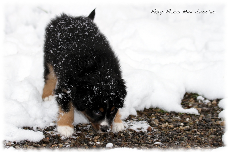 Mini Aussie Welpen - 6 Wochen - beim Spielen im Schnee