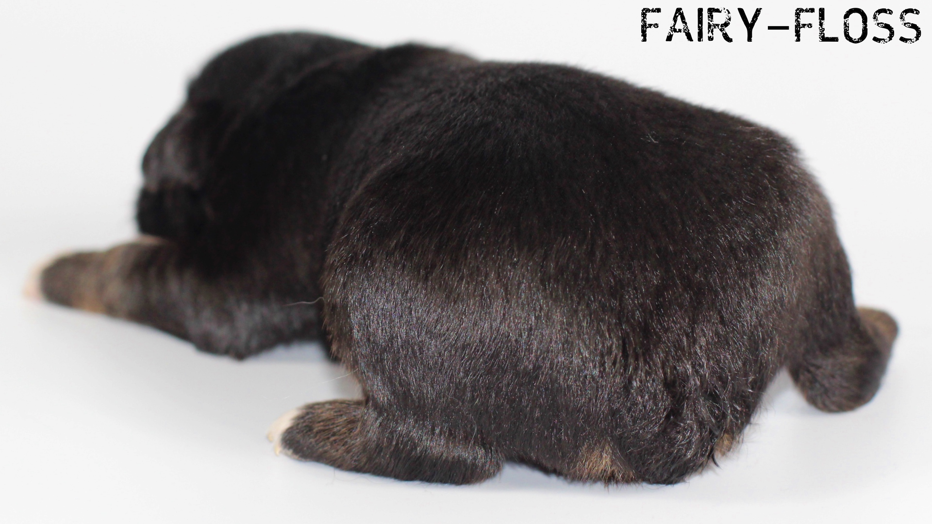 Fairy-Floss-Aussies - Mini Aussie / Mini Amercian Shepherd